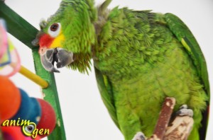 Jouet pour grand perroquet : Jungle Talk Slide N Spin Medium