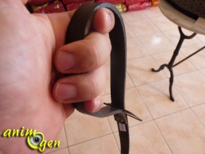 Comment tenir la laisse d'un chien ?
