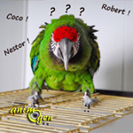 Faut-il changer le nom d'un perroquet que l'on adopte ? 
