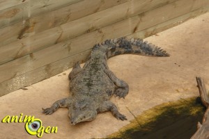 Visite de la serre zoologique Biotropica à Val de Reuil dans l'eure