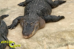 Visite de la serre zoologique Biotropica à Val de Reuil dans l'eure