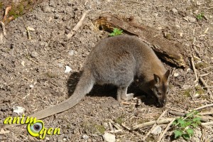 Visite de la serre zoologique Biotropica à Val de Reuil dans l'eure