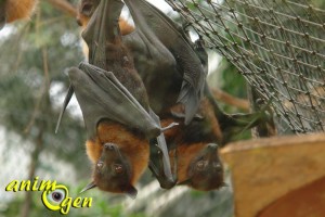 Visite de la serre zoologique Biotropica à Val de Reuil dans l'eure