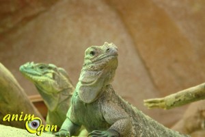 Visite de la serre zoologique Biotropica à Val de Reuil dans l'eure