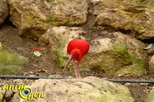 Visite de la serre zoologique Biotropica à Val de Reuil dans l'eure