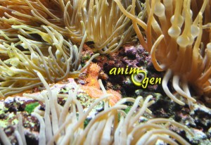 Poisson clown (Amphiprion-ocellaris)