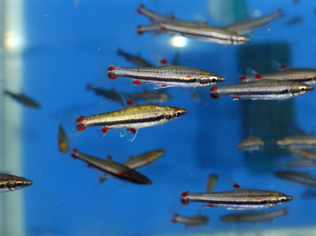 poissons-crayons-trois-bandes-Nannostomus-trifasciatus-eau-douce-aquariophilie-animal-animaux-compagnie-animogen-2