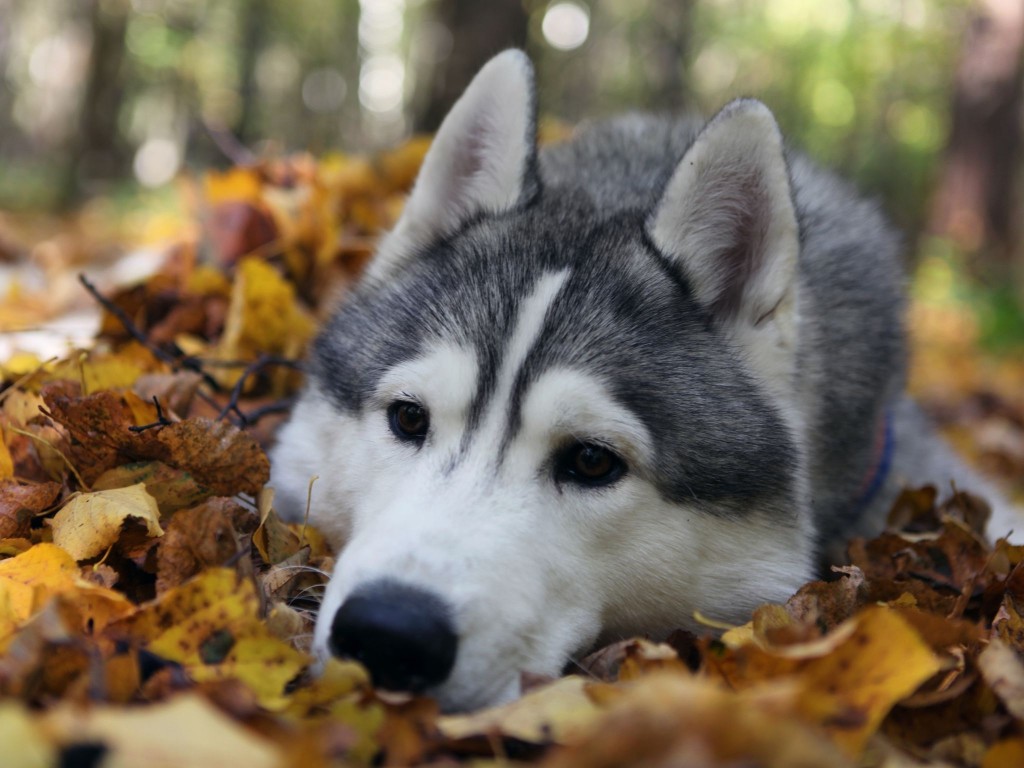 Quelles sont les races de chiens les plus anciennes ?