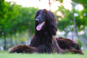 Quelles sont les races de chiens les plus anciennes ?