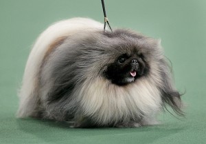 Quelles sont les races de chiens les plus anciennes ?