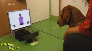 L'intelligence animale