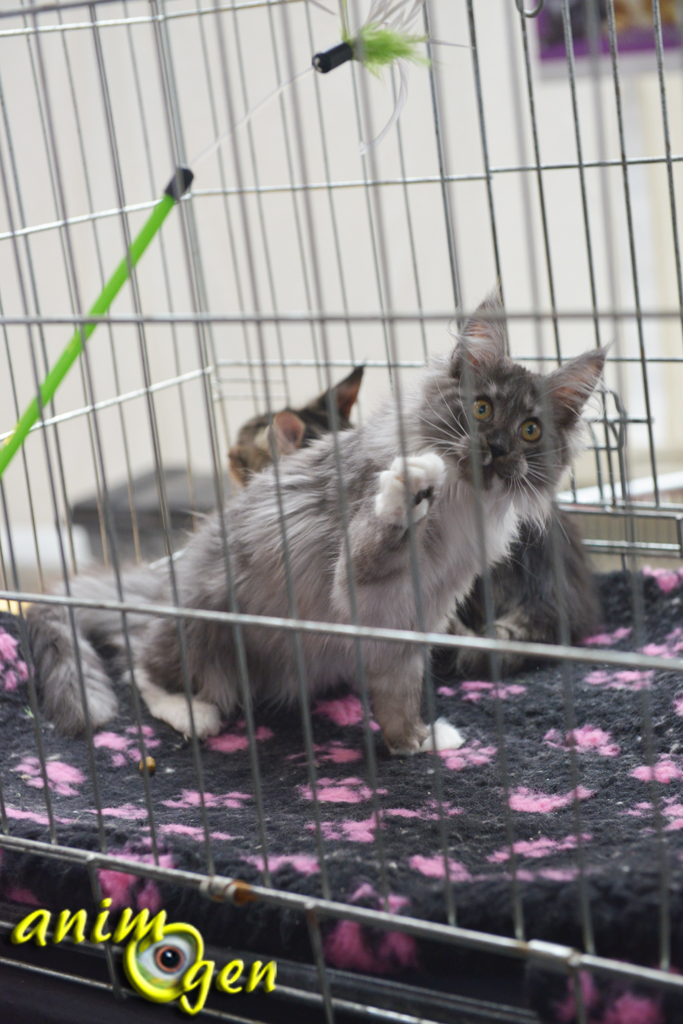 rencontres animaux compagnie
