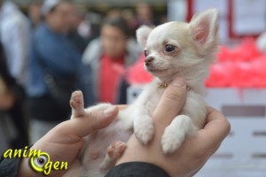 AnimOgen vous fait visiter le salon Animal Focus 2013, à Nice