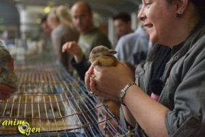 AnimOgen vous fait visiter le salon Animal Focus 2013, à Nice