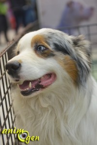 Portrait d'éleveur : Eric Attia, éleveur de chiens (Benito Farm)