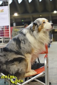 Portrait d'éleveur : Eric Attia, éleveur de chiens (Benito Farm)