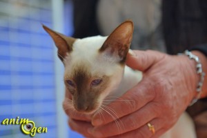 La Chatterie des 6 Noyers, interview sur le Salon Animal focus