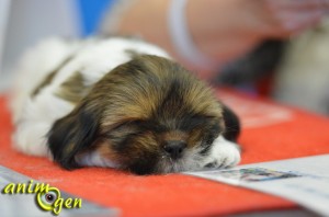 AnimOgen vous emmène au Salon du chiot 2013, à Saint Raphaël