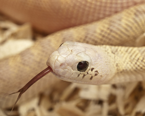que faire si on rencontre un serpent
