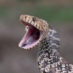 Le serpent taureau, ou Pituophis catenifer sayi