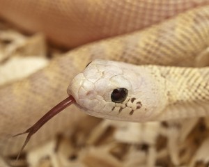 Le serpent taureau, ou Pituophis catenifer sayi