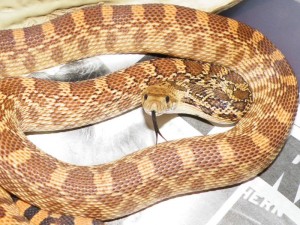 Le serpent taureau, ou Pituophis catenifer sayi