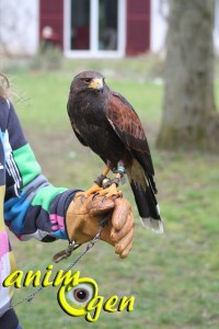 stage-fauconnerie-luzarches-affaitage-rapaces-buses-hiboux-aigles-animal-animaux-spectacles-fauconnerie-chasse-animogen-11