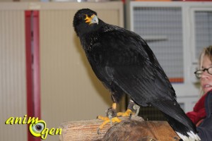 Caracara