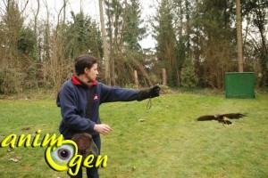 stage-fauconnerie-luzarches-affaitage-rapaces-buses-hiboux-aigles-animal-animaux-spectacles-fauconnerie-chasse-animogen-5
