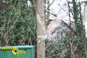 stage-fauconnerie-luzarches-affaitage-rapaces-buses-hiboux-aigles-animal-animaux-spectacles-fauconnerie-chasse-animogen-8