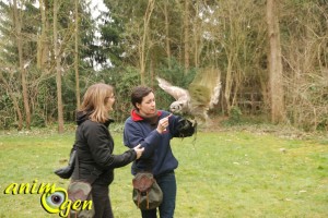 stage-fauconnerie-luzarches-affaitage-rapaces-buses-hiboux-aigles-animal-animaux-spectacles-fauconnerie-chasse-animogen-9