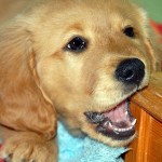 Comportement : les comportements compulsifs chez les chiens (causes, symptômes, solutions)