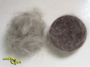 La brosse massante Zolux, une astuce pour nos lapins