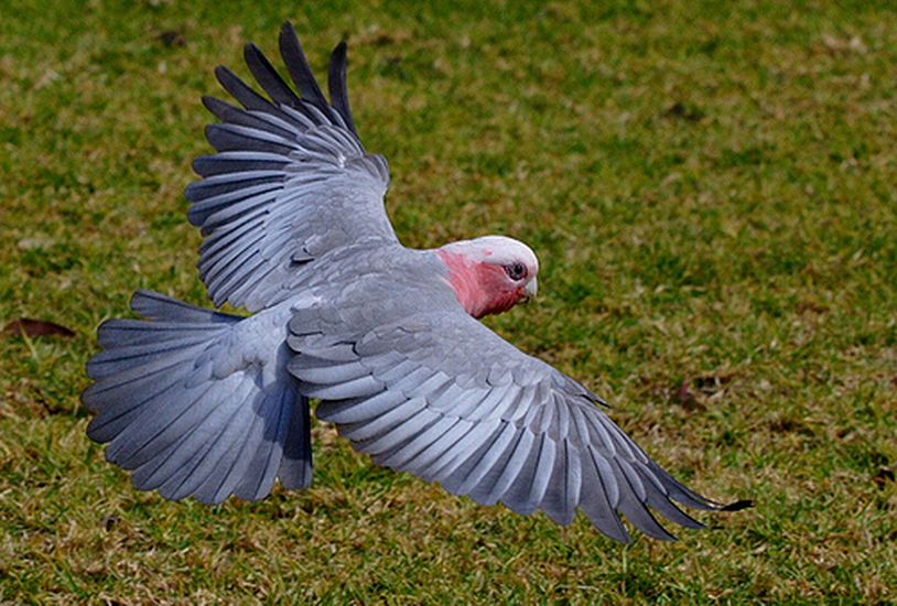 Cacatoès rosalbin, ou Cacatua roseicapilla