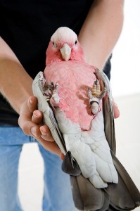 Cacatoès rosalbin, ou Cacatua roseicapilla