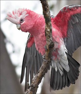 Cacatoès rosalbin, ou Cacatua roseicapilla