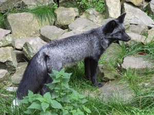 La domestication du renard argenté