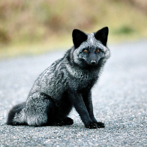 Andrea Planita Domestication-expérience-scientifique-Beliaïev-lyssenkisme-caractère-docile-environnement-sérotonine-pédomorphisme-évolution-adaptation-renard-argenté-animal-animaux-compagnie-animogen-4