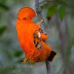 L'oiseau bigarré de la canopée, un être de lisière