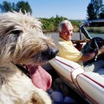 Les animaux de compagnie responsables d'accidents de voiture chez les personnes de 70 ans et plus