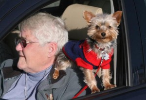 Les animaux de compagnie responsables d'accidents de voiture chez les personnes de 70 ans et plus