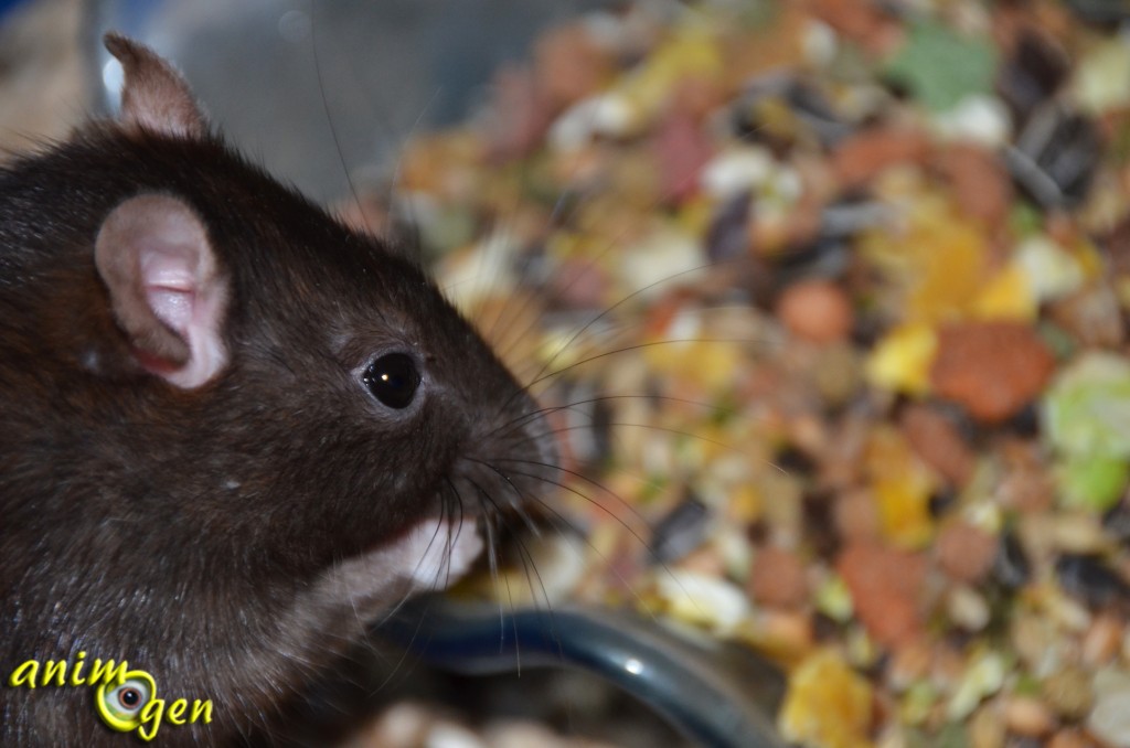 Alimentation pour rat, gerbille, hamster et souris : Crispy Muesli Hamsters & Co (Versele Laga)