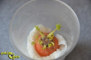 Alimentation : faites pousser des fanes de carotte " maison " pour vos lapins et rongeurs