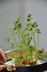 Alimentation : faites pousser des fanes de carotte " maison " pour vos lapins et rongeurs