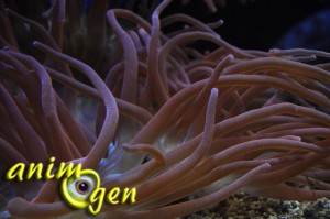Comment choisir une anémone de mer, ou Actiniaria, pour nos aquariums marins ?