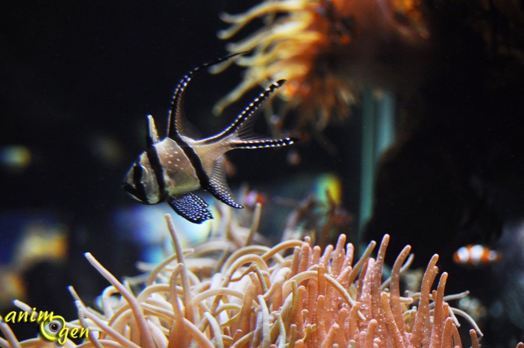 Comment choisir une anémone de mer, ou Actiniaria, pour nos aquariums marins ?