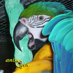Ara bleu et jaune, ou Ara ararauna, un perroquet au coeur d'or