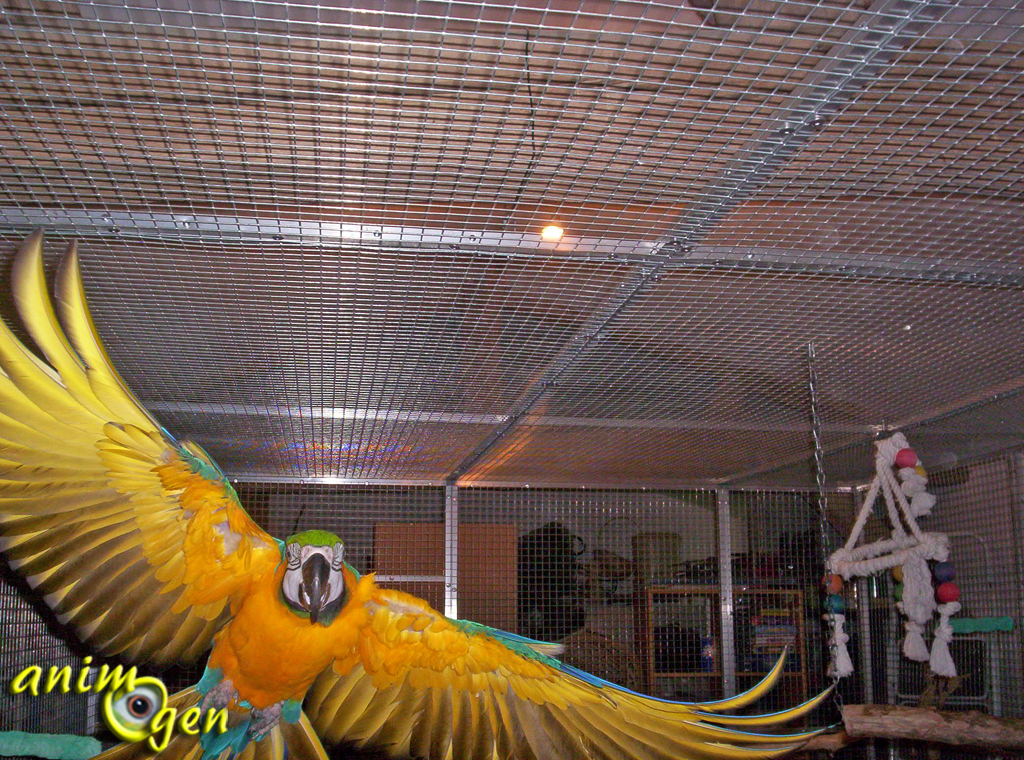 Ara bleu et jaune, ou Ara ararauna, un perroquet au coeur d'or