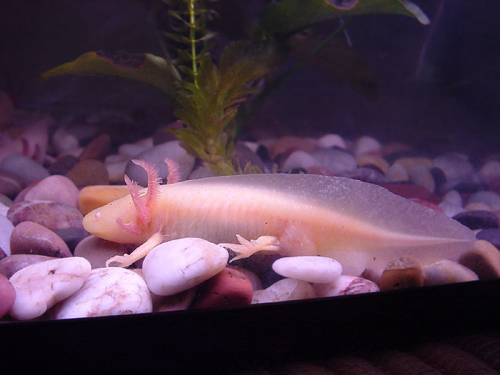 L'axolotl, ou Ambystoma mexicanum, petit monstre aquatique d'eau douce