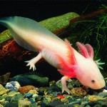 L'axolotl, ou Ambystoma mexicanum, petit monstre aquatique d'eau douce